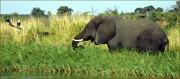 Rundreisen in Sambia - Reiseveranstalter Fauna-Reisen