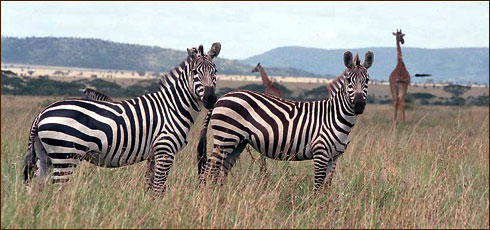 Safaris in Südafrika im Madikwe Wildschutzgebiet