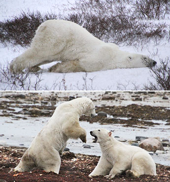 kämpfende Eisbären in Kanada