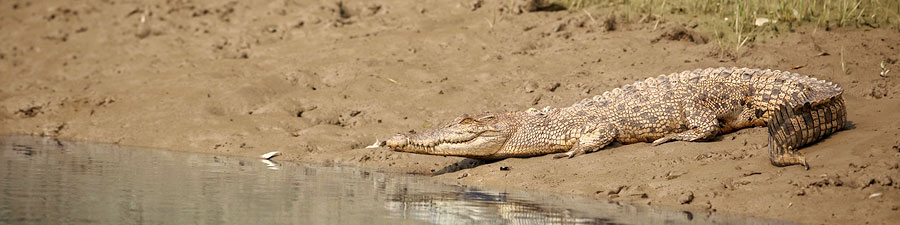 In Indien gibt es drei Arten von Krokodilen: das Mündungs- oder Salzwasserkrokodil, das Sumpf- oder Süßwasserkrokodil und den Gavial.