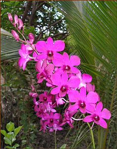 Orchidee im Garten