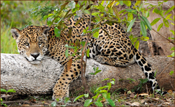 Jaguar auf unsere Brasilienreise im Pantanal beobachten