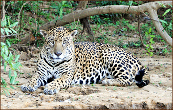 Jaguars am Flussufer beobachten
