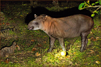 Tapir am Abend