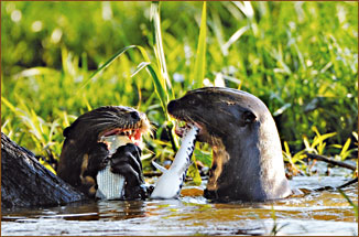 Reisenotter bei der Mahlzeit