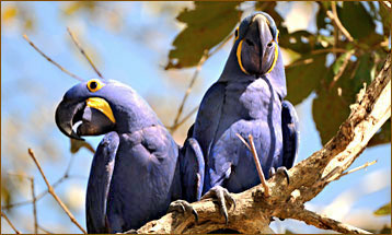 Hyazinthara im Pantanal