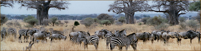 Zebras & Gnus im Lake Manyara Nationalpark