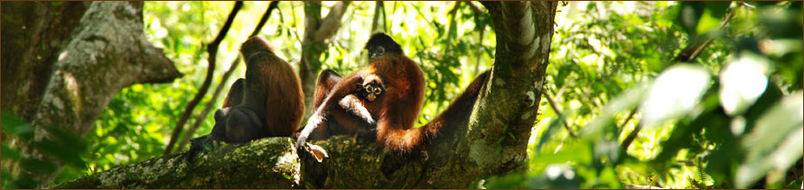 Primaten an der Drake Bay in Costa Rica