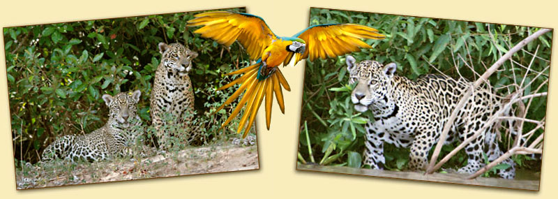Tiere im Pantanal