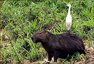 Wasserschwein mit Kuhreiher