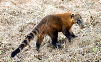 Nasenbär auf Futtersuche