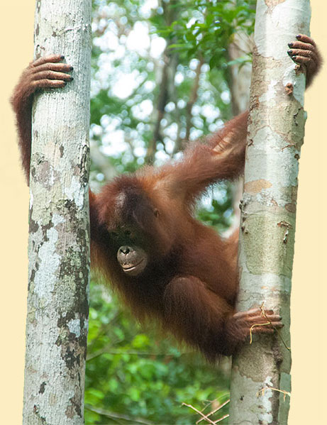 Orang Utan Weibchen und Nasenaffen auf Borneo