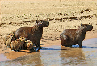 Wasserschwein Familie mit Jungtieren