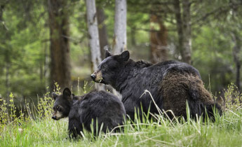  Der amerikanische Schwarzbaer wird auch als black bear bezeichnet und ist etwas kleiner als sein westlicher Verwandter in den Rocky Mountains 