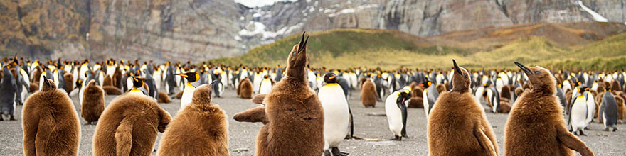 Kolonien von Königspinguinen, Felsenpinguinen und Albatrossen auf den Falklandinseln