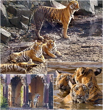 Tigerin mit 3 Babys Nachwuchs im indischen Nationalpark Ranthambore April 2022