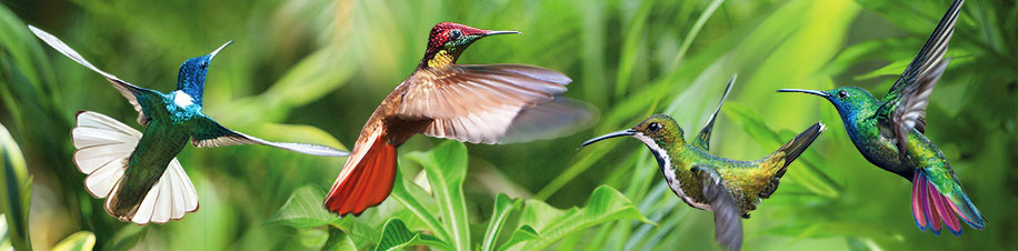Trinidad Tobago Reisen mit Kolibris fotografieren