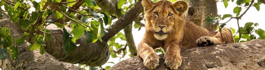 Löwe uf einem Baum im Queen Elizabeth-Nationalpark
