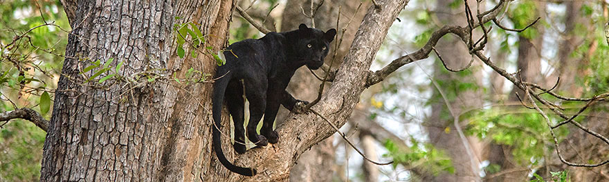Seltene Panther fotografieren in Indien
