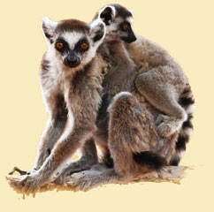 Lemurenmutter mit Jungem auf dem Rücken