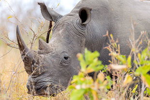 Faszinierende Tierwelt Südafrikas