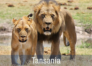Deutschsprachige Tansania Safari