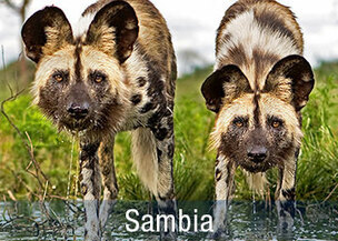 Grosse Sambia Rundreisen mit vielen Safaris für Tierbeobachtungen