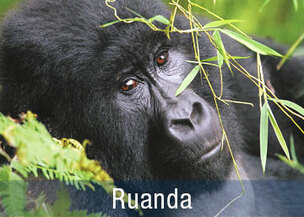 Berggorilla bei Ruanda Reisen
