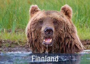 Vielfraß und Braunbär in Nordkarelien