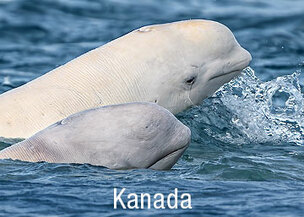 Eisbären beobachten in Kanada