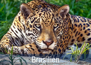 Pantanal Reisen mit Jaguar Safaris