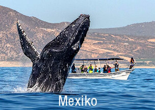 Grauwale in Mexiko beobachten auf der Baja California