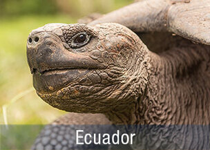 Reise zum Tiere beobachten auf den Galapagos Inseln 