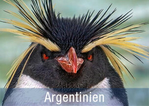 Fotoreisen und Wale beobachten in Argentinien, Jagdszenen der Orca Wale erleben