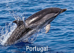 Familien Urlaub auf den Azoren für Wale beobachten mit Kindern und Schwimmen mit Delfinen