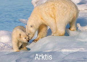 Reisen und Kreuzfahrten nach Spitzbergen; Eisbären, Wölfe, Schneehasen, Walrosse, Robben oder Rentierherden beobachten; Reiseveranstalter Fauna-Reisen