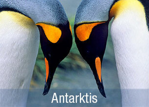 Deutschsprachige Antarktis Reisen & Kreuzfahrten zur antarktischen Halbinsel, Expeditionsreisen mit Antarctic Dream; Fauna-Reisen; Reiseveranstalter