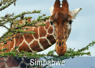Flugsafari Chobe, Hwange & Mana Pools