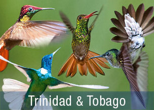 Regenwald, Kolibris & Meeresschildkröten
