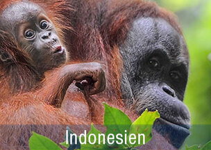 Deutschsprachige Indonesien Rundreisen zu Orang Utans 