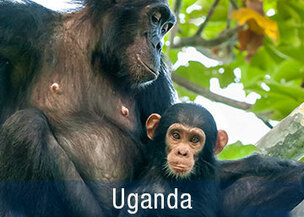 Schimpansen beobachten
