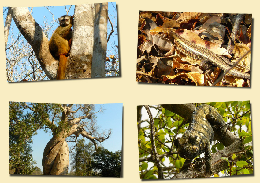 Kundenfotos Madagaskar Reisen