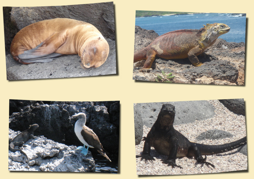 Kundenfotos Galapagos Reisen
