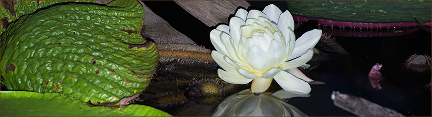 die Größte Seerose der Welt - Victoria Amazonica