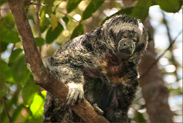 Mönchsaffe in unserer Regenwald Lodge Amazonas