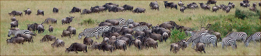 Büffel, Zebras und Gnus auf unseren Reisen in die Serengeti