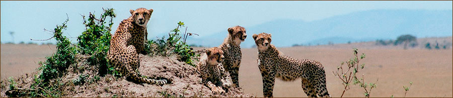 Geparden am Grumeti Fluss auf unseren Afrika Fotoreisen