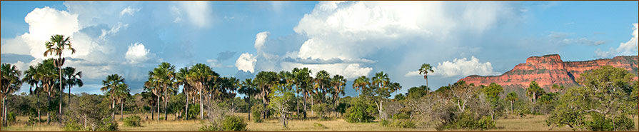 Wölfe in Brasilien 