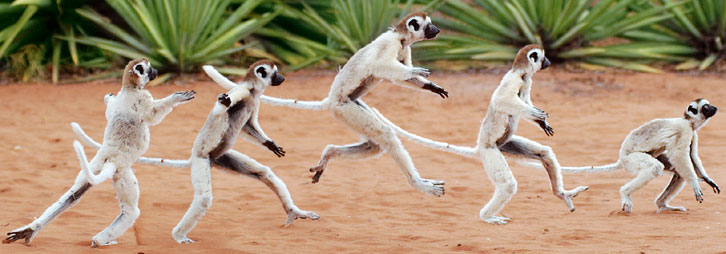 Sprungstudie eines Larvensifakas 