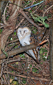 Madagaskar Schleiereule - Barn Owl